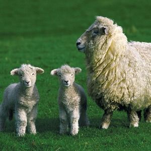 Meet your Posher, Azra